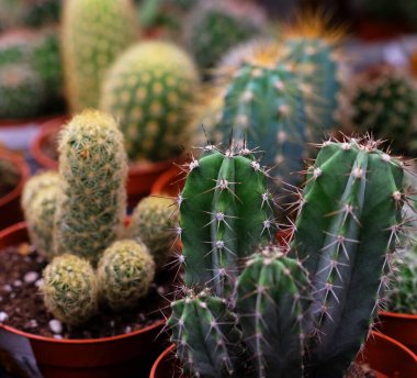Dükkanda çeşitli yeşil kaktüsler var. Kapatın.