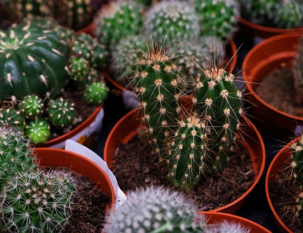 Diverse Soorten Groene Cactus Potten Winkel Close — Stockfoto