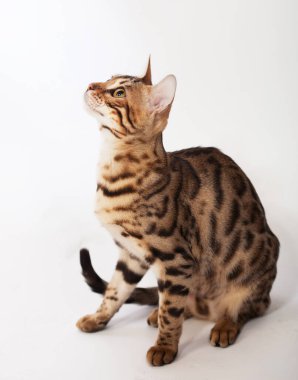 Beyaz arka planda genç Bengal kedisi, stüdyo çekimi