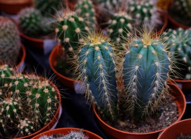 Dükkanda çeşitli yeşil kaktüsler var. Kapatın.