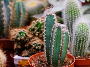 Dükkanda çeşitli yeşil kaktüsler var. Kapatın.