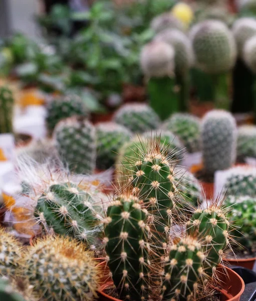 Diverse Soorten Groene Cactus Potten Winkel Close — Stockfoto