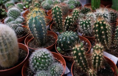Dükkanda çeşitli yeşil kaktüsler var.