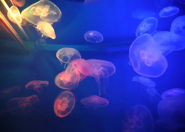 Quallen Mit Blauem Neonlicht Effekt Meeraquarium — Stockfoto
