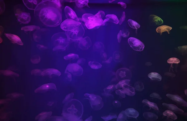 Spektakularny Wzór Meduzy Akwarium Neonowe Światło — Zdjęcie stockowe