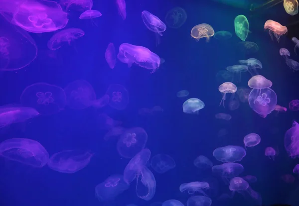 水族館 ネオンライトの壮大なクラゲのパターン — ストック写真