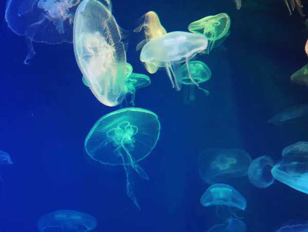 Jellyfish with neon glow light effect in sea aquarium