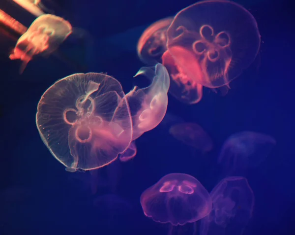 Medusas Con Efecto Luz Brillante Neón Azul Acuario Mar —  Fotos de Stock