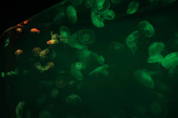 海の水族館で青いネオンライト効果を持つクラゲ — ストック写真