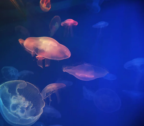 海の水族館で青いネオンライト効果を持つクラゲ — ストック写真