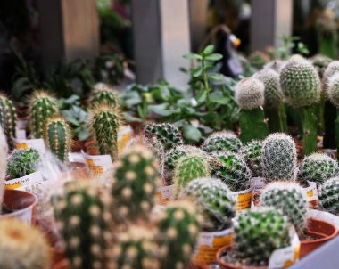 Dükkanda çeşitli yeşil kaktüsler var. Kapatın.