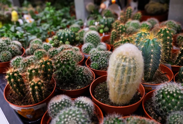 Diverse Soorten Groene Cactus Potten Winkel Close — Stockfoto