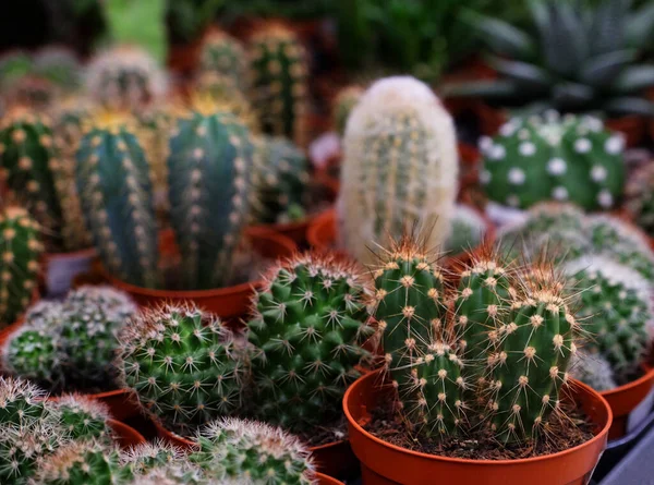 Dükkanda çeşitli yeşil kaktüsler var. Kapatın.