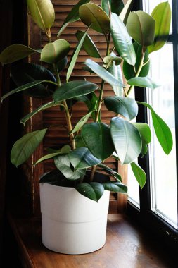 Ficus 'u pencere pervazına yerleştirdim. Ofis konsepti için kapalı bir çiçek. Kapat..