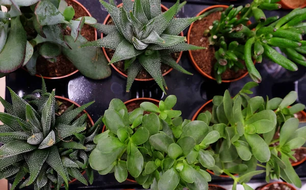 Yeşil Çiçekli Echeveria Sedum Sulu Bitkileri Düzenleme Arkaplanı Kapatın — Stok fotoğraf