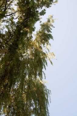 Ormandaki yüksek ağaçların alt manzarası. Arka planda mavi gökyüzü.