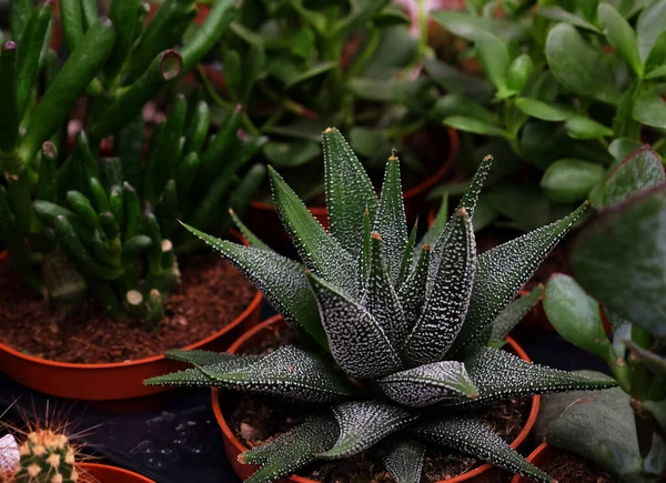 Floraison Verte Echeveria Sedum Plantes Succulentes Maison Arrangement Pot Arrière — Photo