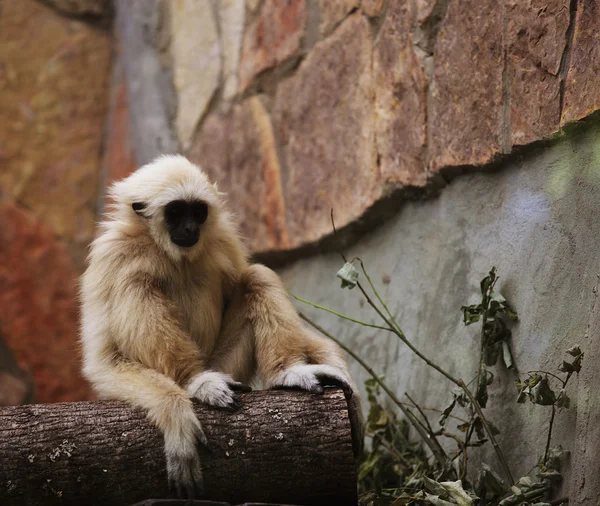 Affe im Zoo — Stockfoto