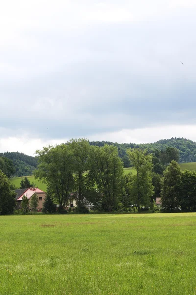 Sommerlandskab. - Stock-foto