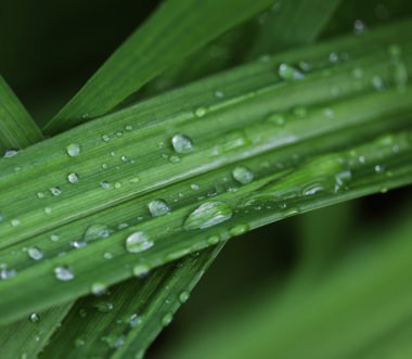 Su damlacıklı yeşil çimenler gün ışığında