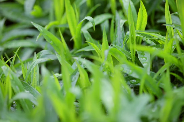 Fresh green grass with water droplet — Stock Photo, Image