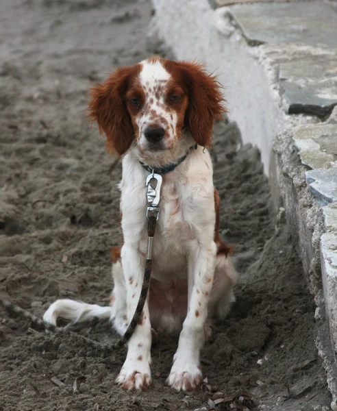 Hund sittande på stranden — Stockfoto