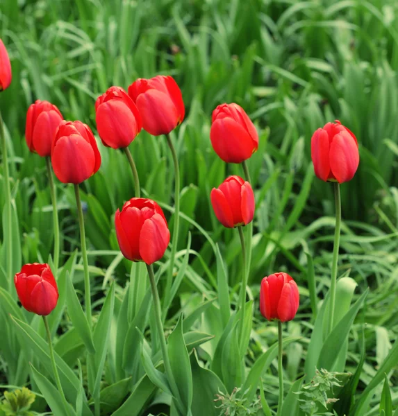 Blumengarten mit Tulpe — Stockfoto
