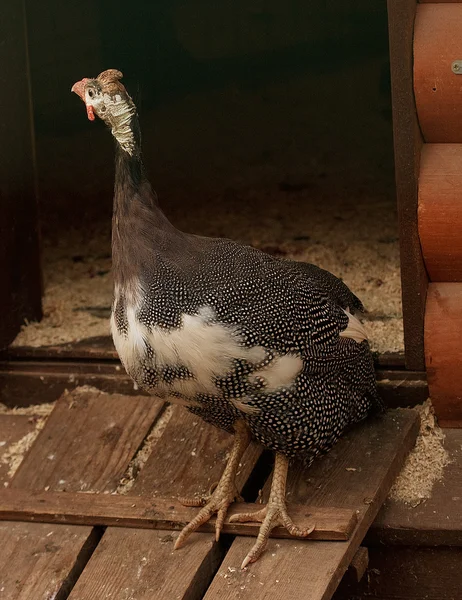 Wild Chicken in zoo — Stock Photo, Image