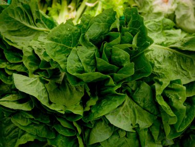 Çin Lahanası taze yakın çekim.