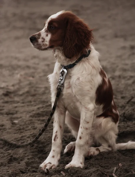 Hund sittande på stranden — Stockfoto