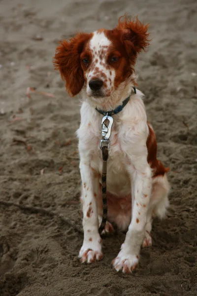 Hund sittande på stranden — Stockfoto