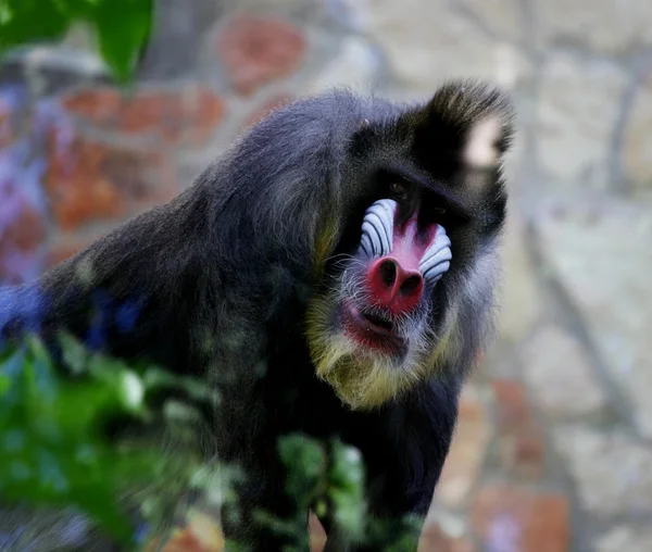Mandrillo. Scimmia nello zoo . — Foto Stock