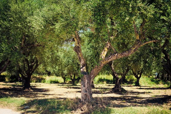 올리브 나무 — 스톡 사진