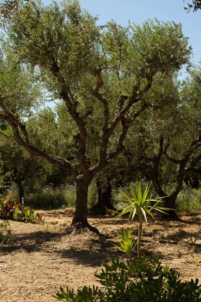 Olive Trees — Stock Photo, Image