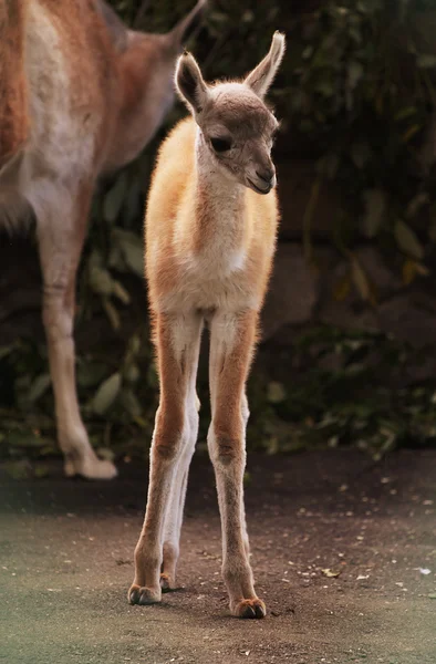 Fawn no zoológico — Fotografia de Stock