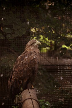 Oturma kartal portre