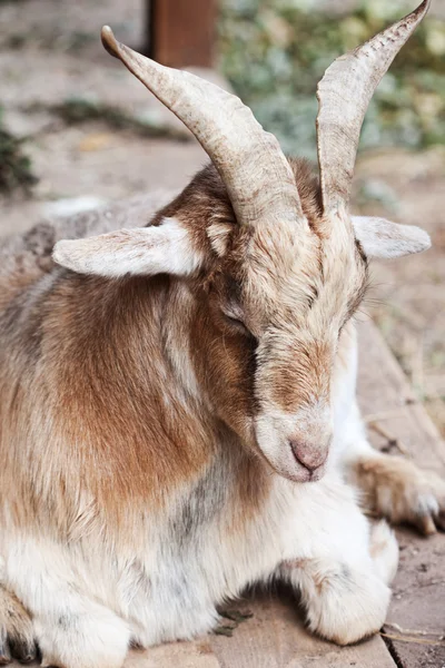 Caprino bege — Fotografia de Stock