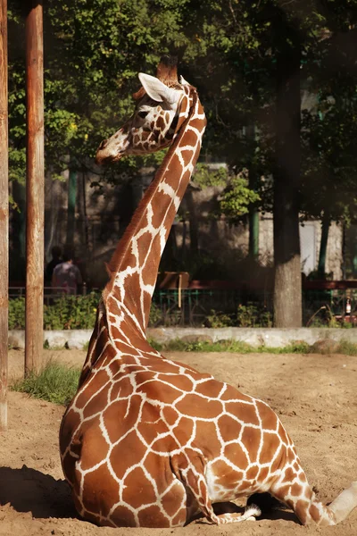 Giraffe in zoo — Stock Photo, Image