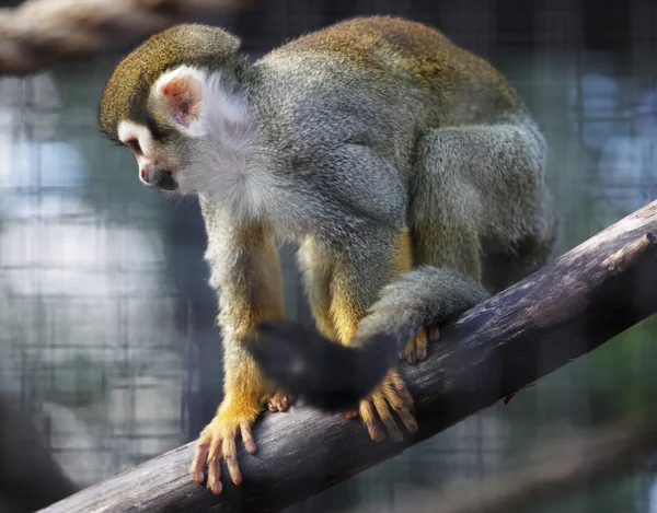 Macaco esquilo no zoológico — Fotografia de Stock