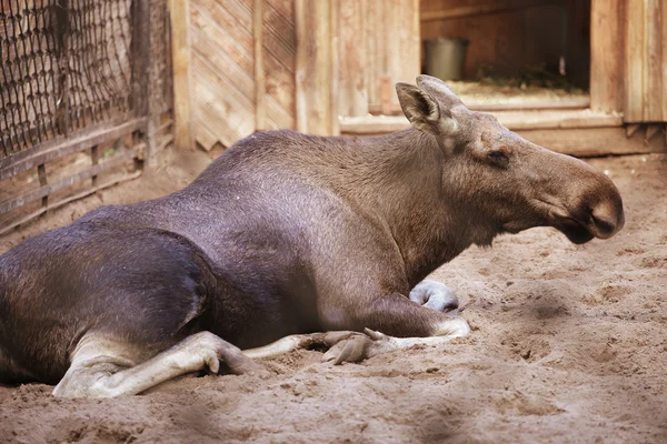 Elch im Zoo — Stockfoto