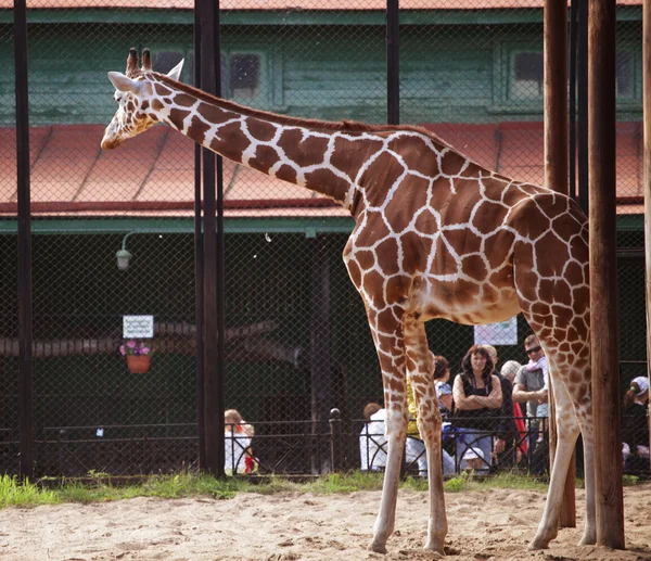 Słodki giraff w zoo — Zdjęcie stockowe