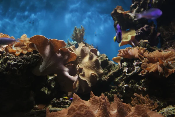 水族館 — ストック写真