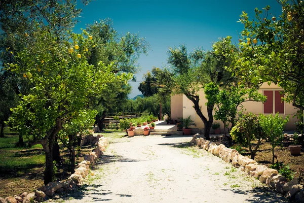 Lemon matang tergantung di pohon di Yunani — Stok Foto