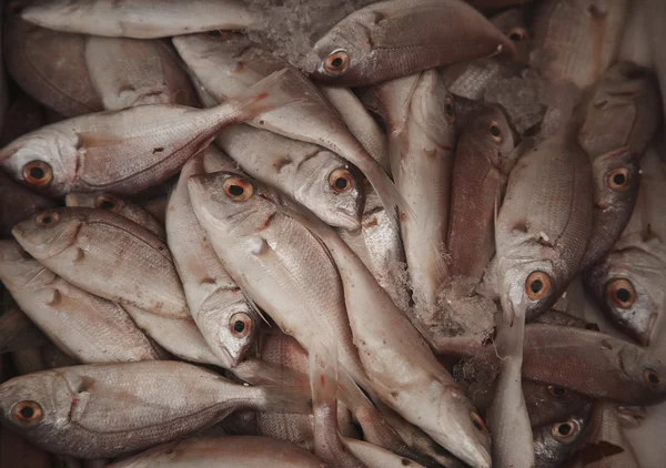 Färsk rå fisk på marknaden — Stockfoto