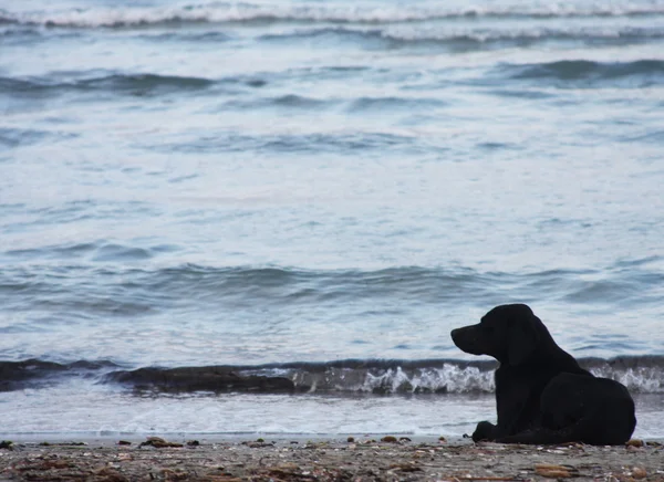 Hund på stranden — Stockfoto