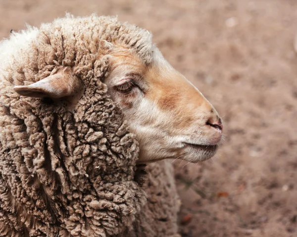 Vlněný ovce v zoo — Stock fotografie