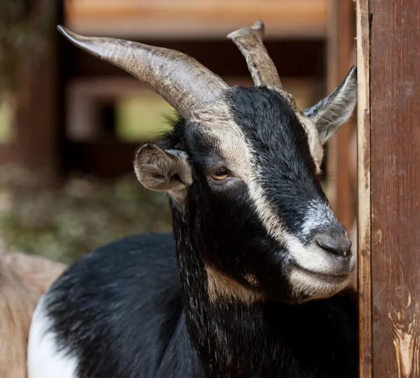 Black goat — Stock Photo, Image