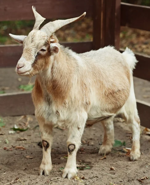 Beige goat — Stock Photo, Image