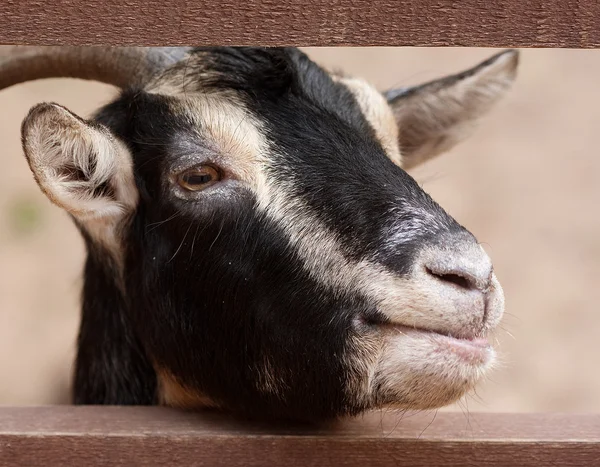 Black goat — Stock Photo, Image