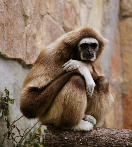 Affe im Zoo — Stockfoto